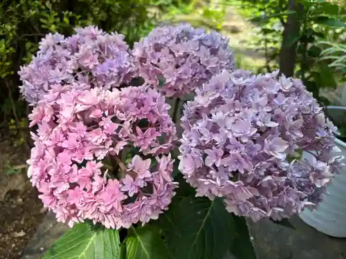 大福寺(埼玉県)