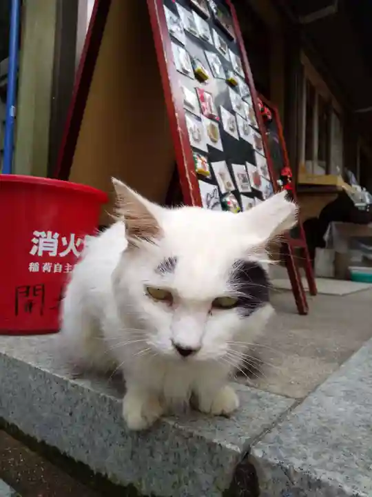 伏見豊川稲荷本宮の動物