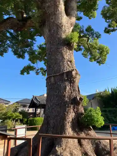 観音寺(大阪府)