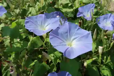 阿弥陀寺の自然