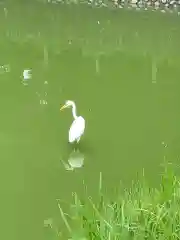 橿原神宮の動物