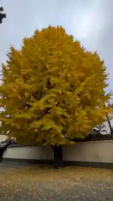 本法寺(京都府)