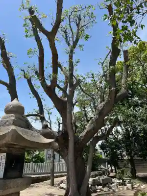 和田神社(兵庫県)