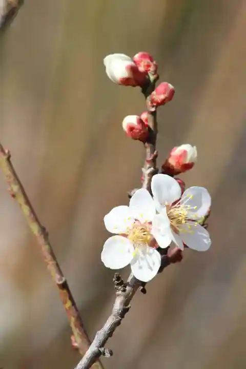 国宝 大法寺の自然
