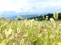 菱野健功神社の自然