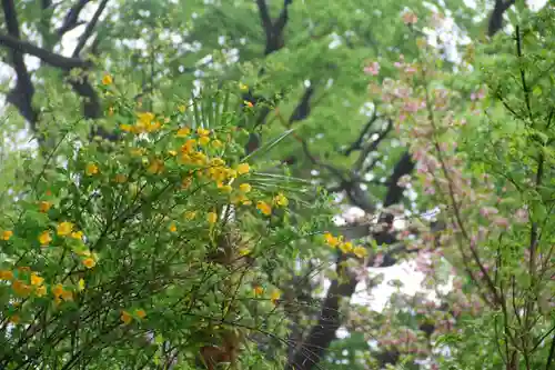 阿久津「田村神社」（郡山市阿久津町）旧社名：伊豆箱根三嶋三社の自然