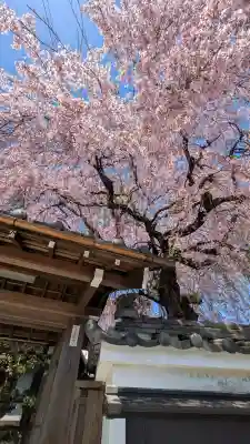 星光院の{uncategorized: "未分類", other: "その他", undefined: "問題あり", building: "その他建物", grave: "お墓", sacred_gate: "鳥居", guardian: "狛犬", statue: "像", buddha: "仏像", history: "歴史", nature: "自然", garden: "庭園", animal: "動物", pagoda: "塔", temizu: "手水舎", mountain_gate: "山門・神門", sanctuary: "本殿・本堂", subordinate: "末社・摂社", art: "芸術", scenery: "景色", jizo: "地蔵", ema: "絵馬", goshuin: "御朱印", omikuji: "おみくじ", items: "授与品その他", amulet: "お守り", goshuincho: "御朱印帳", eats: "食事", festival: "お祭り", votive_dance: "神楽", shichigosan: "七五三参", wedding: "結婚式", experience: "体験その他", initially: "初詣", around: "周辺", anti_infection: "感染症対策"}