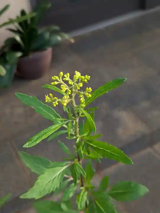 伏木香取神社(茨城県)