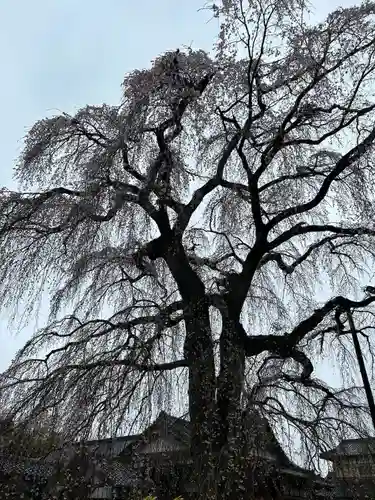 阿弥陀寺のその他建物