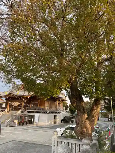 沖田神社の自然