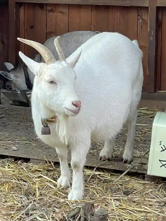 しあわせ神社(埼玉県)