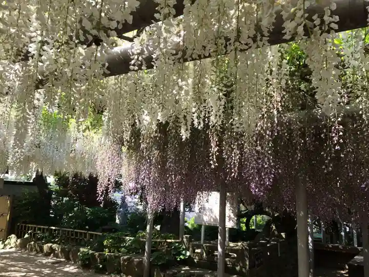 吉祥寺の御朱印