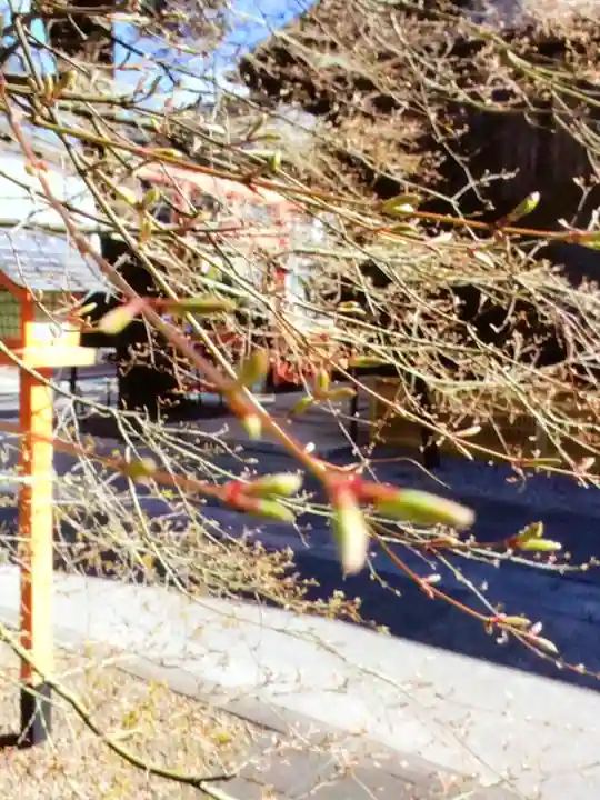 猿田彦神社(東京都)