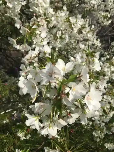 豊川稲荷東京別院の自然