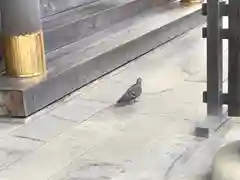 開成山大神宮の動物