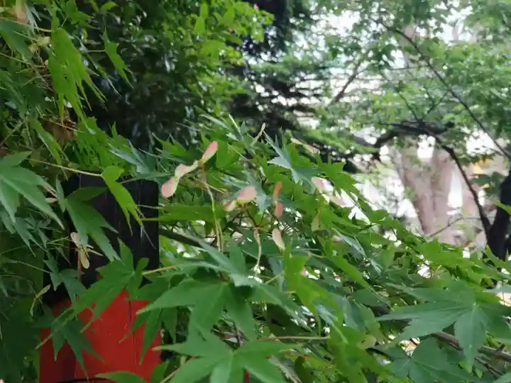 前原御嶽神社の自然