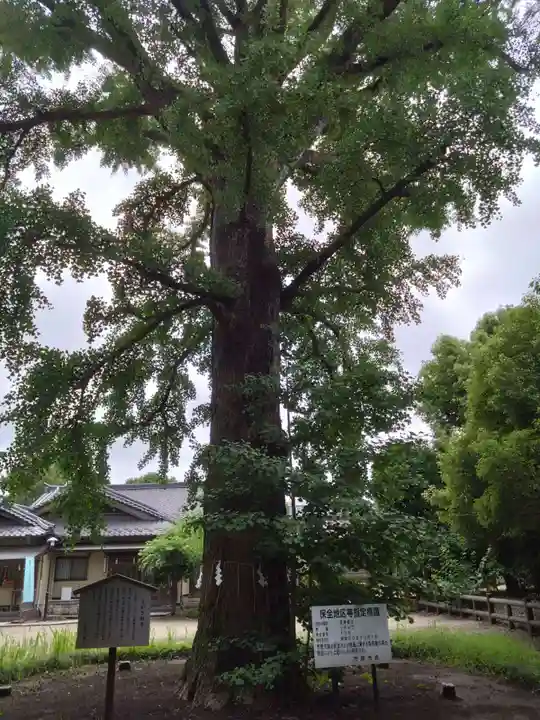 飯香岡八幡宮(千葉県)