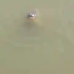 長岡天満宮の動物