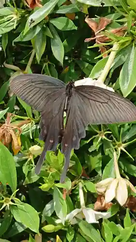 鶴峯八幡宮の動物