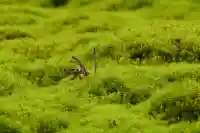 大山祇神社(高知県)