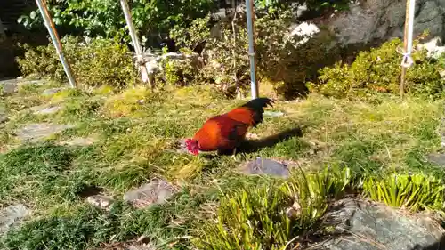 高知大神宮(高知県)