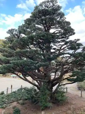 梅宮大社(京都府)