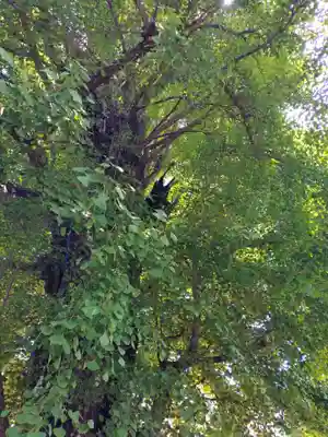 飛木稲荷神社(東京都)