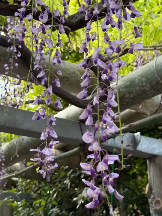 越ヶ谷久伊豆神社の{uncategorized: "未分類", other: "その他", undefined: "問題あり", building: "その他建物", grave: "お墓", sacred_gate: "鳥居", guardian: "狛犬", statue: "像", buddha: "仏像", history: "歴史", nature: "自然", garden: "庭園", animal: "動物", pagoda: "塔", temizu: "手水舎", mountain_gate: "山門・神門", sanctuary: "本殿・本堂", subordinate: "末社・摂社", art: "芸術", scenery: "景色", jizo: "地蔵", ema: "絵馬", goshuin: "御朱印", omikuji: "おみくじ", items: "授与品その他", amulet: "お守り", goshuincho: "御朱印帳", eats: "食事", festival: "お祭り", votive_dance: "神楽", shichigosan: "七五三参", wedding: "結婚式", experience: "体験その他", initially: "初詣", around: "周辺", anti_infection: "感染症対策"}