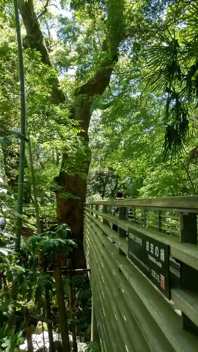 來宮神社(静岡県)