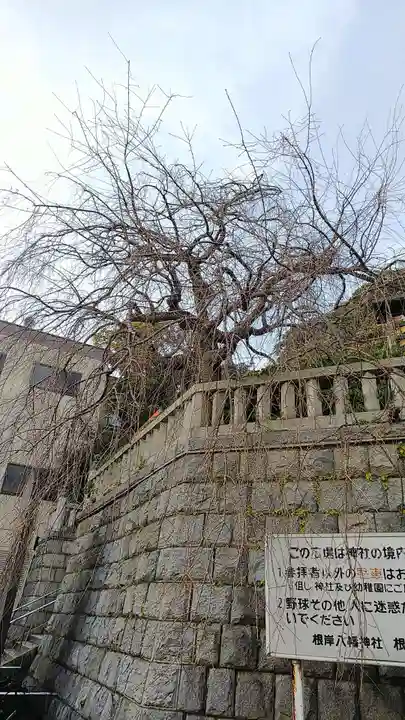 根岸八幡神社の歴史