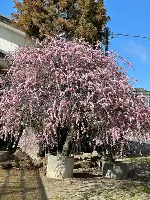和泉國一之宮　大鳥大社(大阪府)