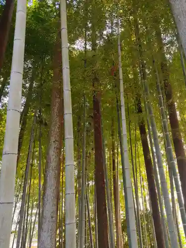 小川諏訪神社の自然