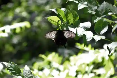 鹿島大神宮の自然