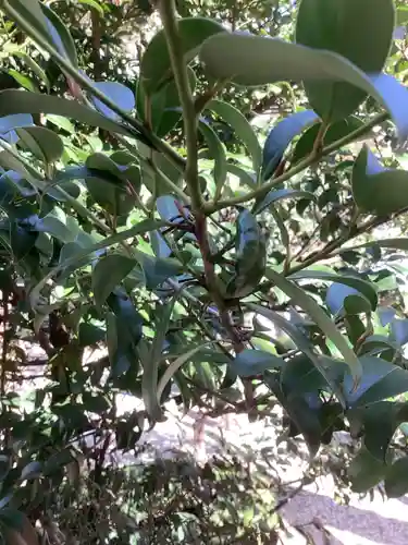 三輪神社の自然