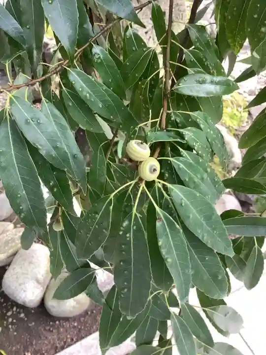 田縣神社の自然