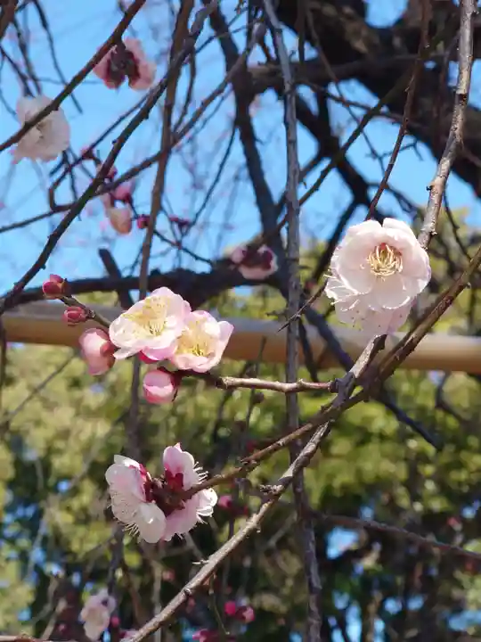 亀ケ池八幡宮(神奈川県)