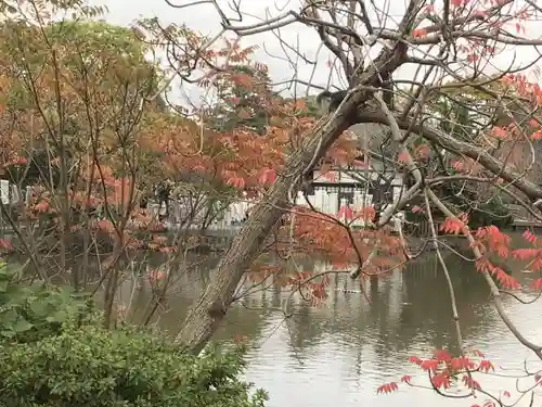 鶴岡八幡宮の自然