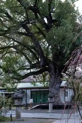 平野神社(京都府)