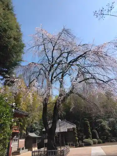相頓寺(埼玉県)