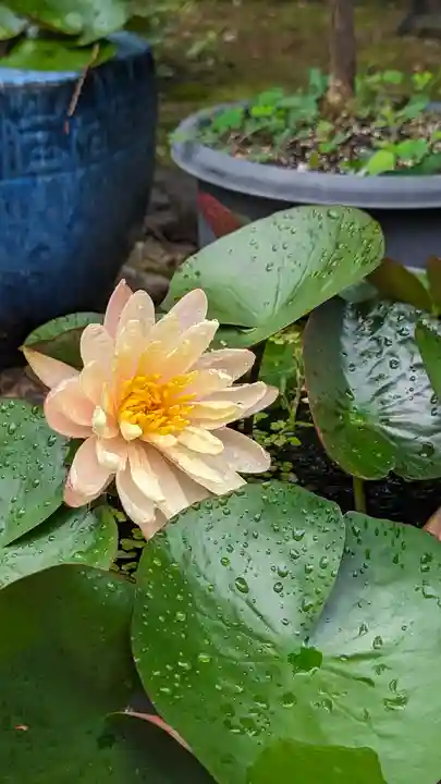 勝林寺(京都府)