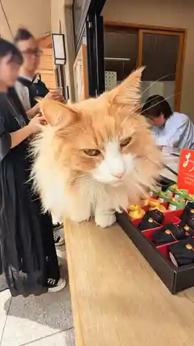 駒込妙義神社の動物