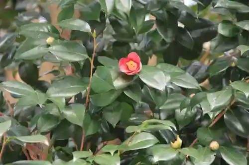 阿久津「田村神社」（郡山市阿久津町）旧社名：伊豆箱根三嶋三社の自然
