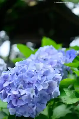 妙楽寺(神奈川県)