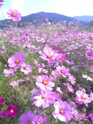 弘福寺（川原寺跡）(奈良県)
