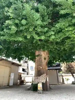 姪浜住吉神社の自然