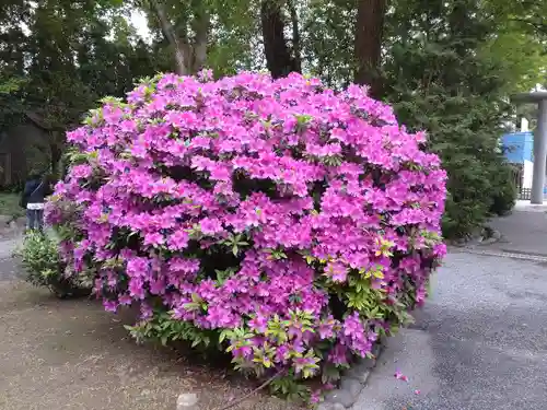 阿佐ヶ谷神明宮(東京都)