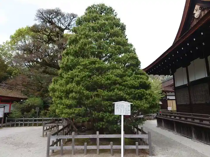 賀茂御祖神社(下鴨神社)の自然