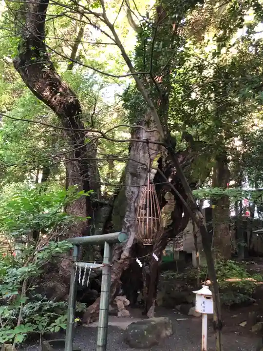 來宮神社(静岡県)