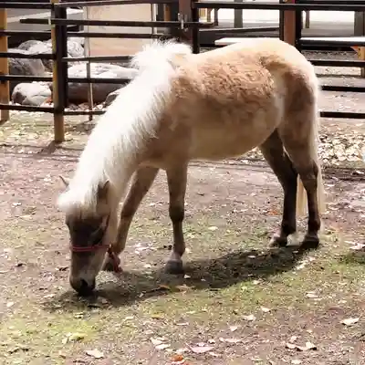 平塚八幡宮(神奈川県)