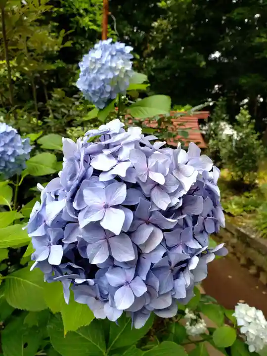 渋谷氷川神社の自然